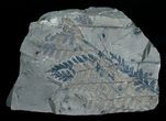 Very Rare Mariopteris Daviesi Leaf Fossils #4069-2